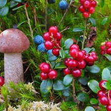 Схема вышивки «Гриб»