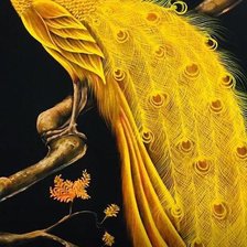 Yellow Peacock