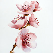 Схема вышивки «Сакура»