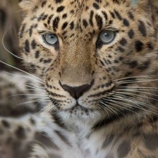 Схема вышивки «Тигр»