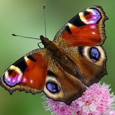 Схема вышивки «Бабочка»