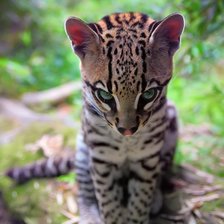 Схема вышивки «оцелот»