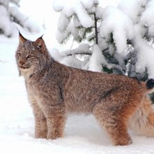 Схема вышивки «Рысь»