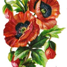 Схема вышивки «Маки»