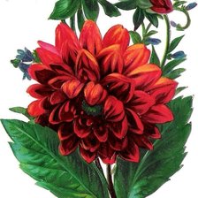 Схема вышивки «Георгин»