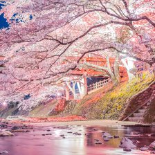 Схема вышивки «Сакура»