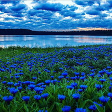 Схема вышивки «Васильковое поле»