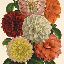 Схема вышивки «Георгины»