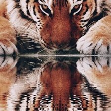 Схема вышивки «Тигр. Отражение»