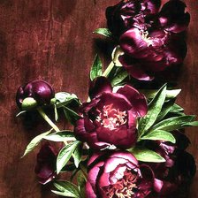 Схема вышивки «Пионы»