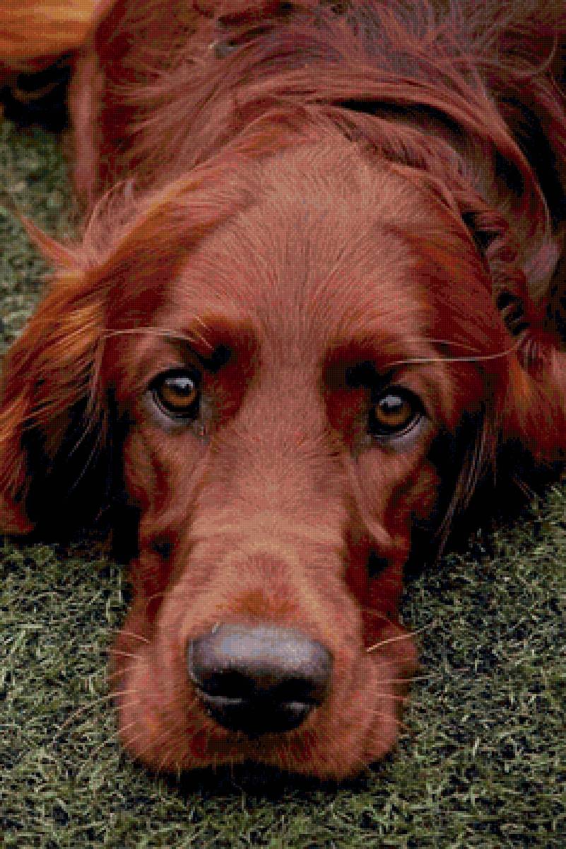 Красный ирландский сеттер - породы собак - предпросмотр