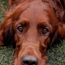 Схема вышивки «Красный ирландский сеттер»