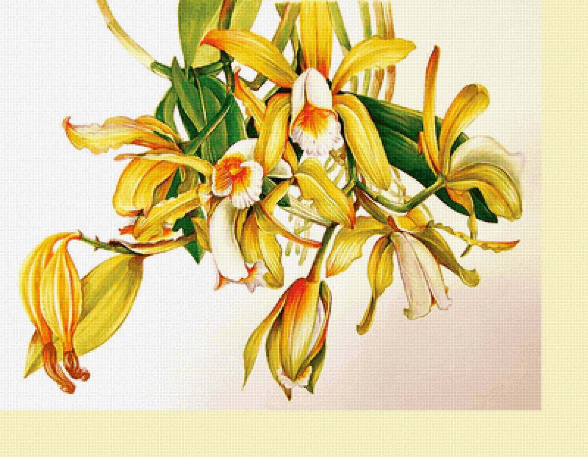 Серия "Цветы". Орхидеи. - цветы, флора, орхидеи - предпросмотр