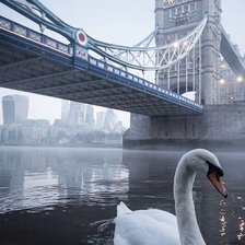 Схема вышивки «Лебедь в Лондоне»
