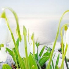 Схема вышивки «Подснежники»