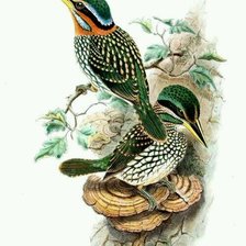 Схема вышивки «Птички»