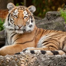 Схема вышивки «Тигр»