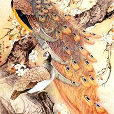 Схема вышивки «Beautiful Peacock»