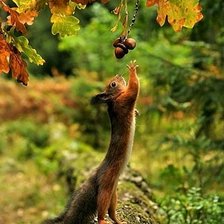 Схема вышивки «Желуди для белочки»