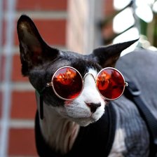 Схема вышивки «Кот в очках»