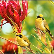 Схема вышивки «птицы джуитто»