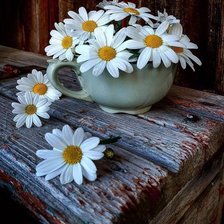 Схема вышивки «Ромашки»