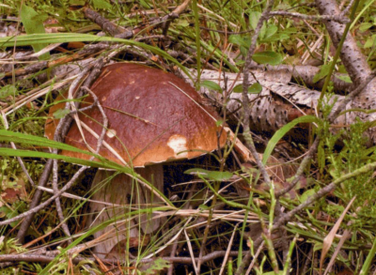 =амаскировался - боровик, грибы - предпросмотр