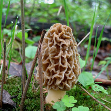 Схема вышивки «Сморчок»