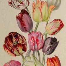 Схема вышивки «Тюльпаны»