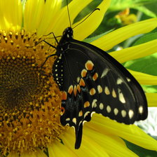 Схема вышивки «Бабочка»