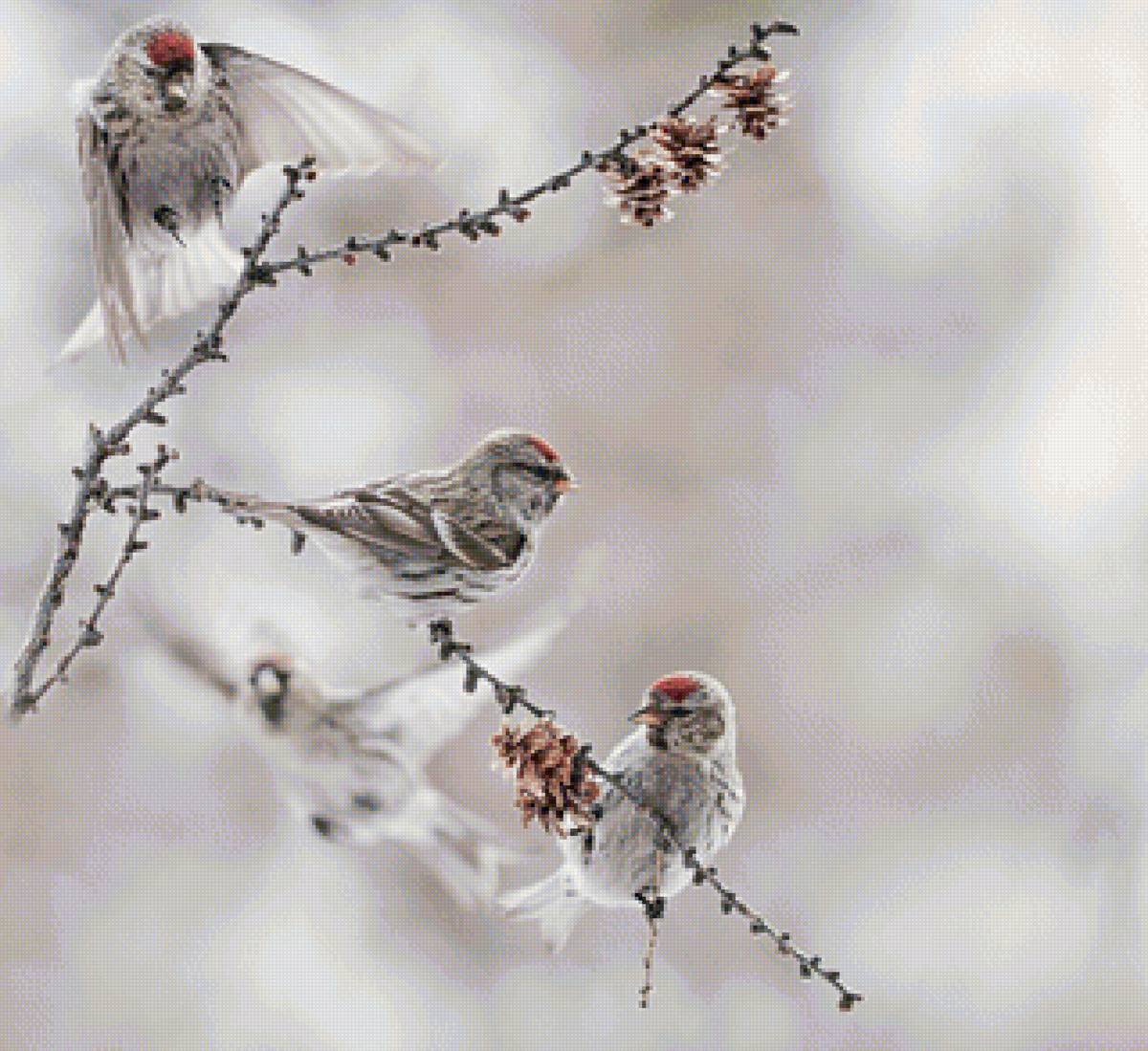 Птички - зима - предпросмотр