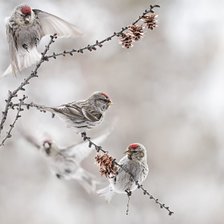 Схема вышивки «Птички»