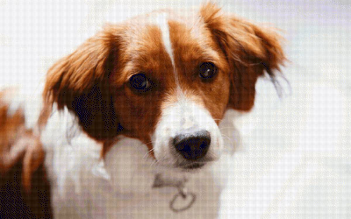 Собачка - собаки, животные - предпросмотр