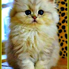 Схема вышивки «Пушистый комочек»