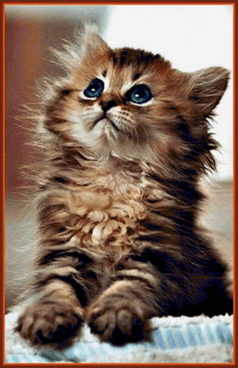 Пушистик - животные, кошки, котенок - предпросмотр