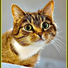 Схема вышивки «Котик»