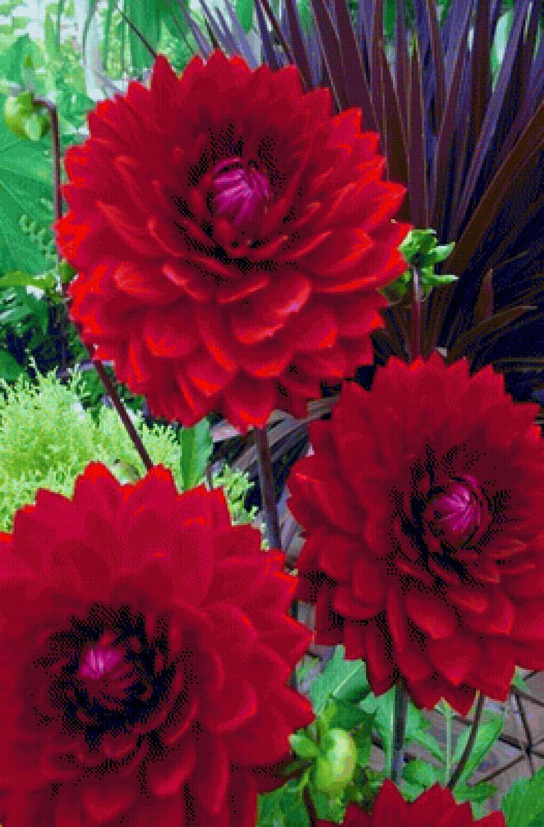 Георгины - цветы, георгин - предпросмотр