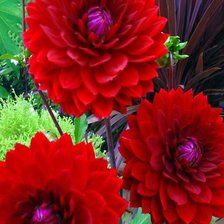 Схема вышивки «Георгины»