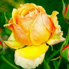 Схема вышивки «Роза»