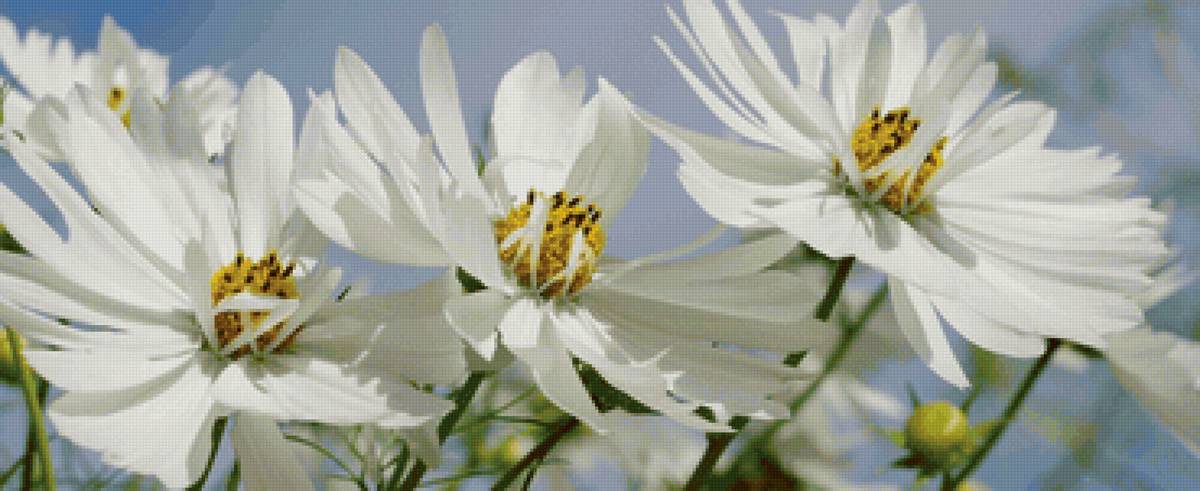 Космея - предпросмотр