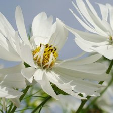 Схема вышивки «Космея»