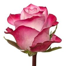 Схема вышивки «Роза»