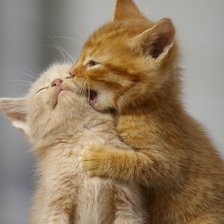 Схема вышивки «кошачьи игры»