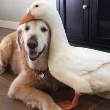 Схема вышивки «дружба»