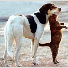 Схема вышивки «дружба»