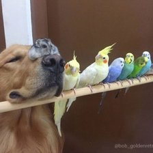 Схема вышивки «дружба»