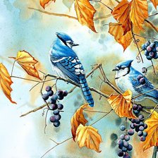 Голубые сойки