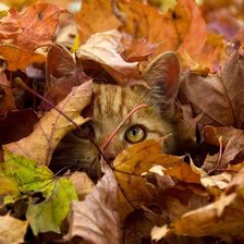 Схема вышивки «спрятался»