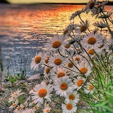 Схема вышивки «Пейзаж с ромашками»