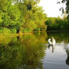 Схема вышивки «лебеди на озере»